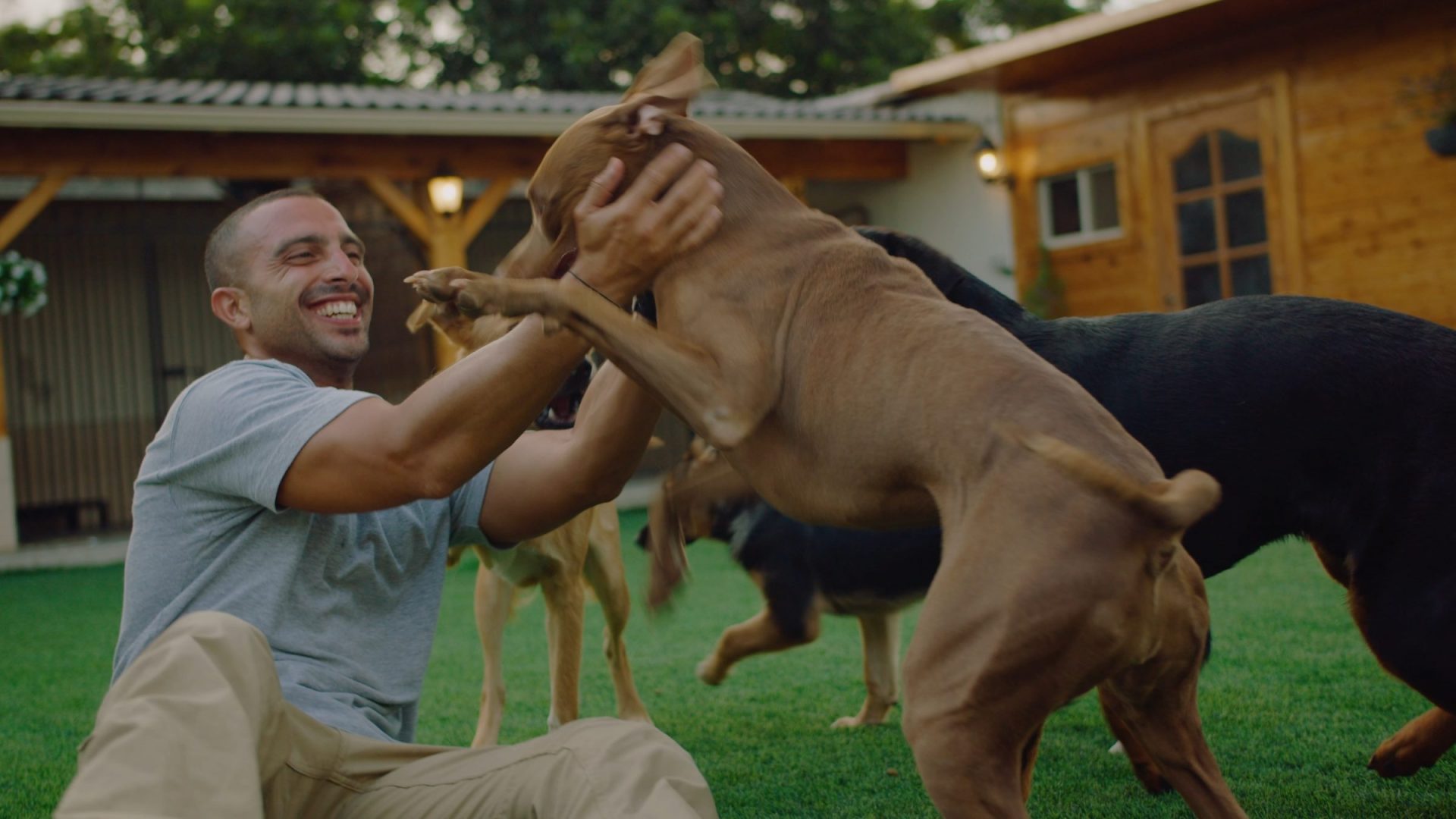 פנסיון כלבים